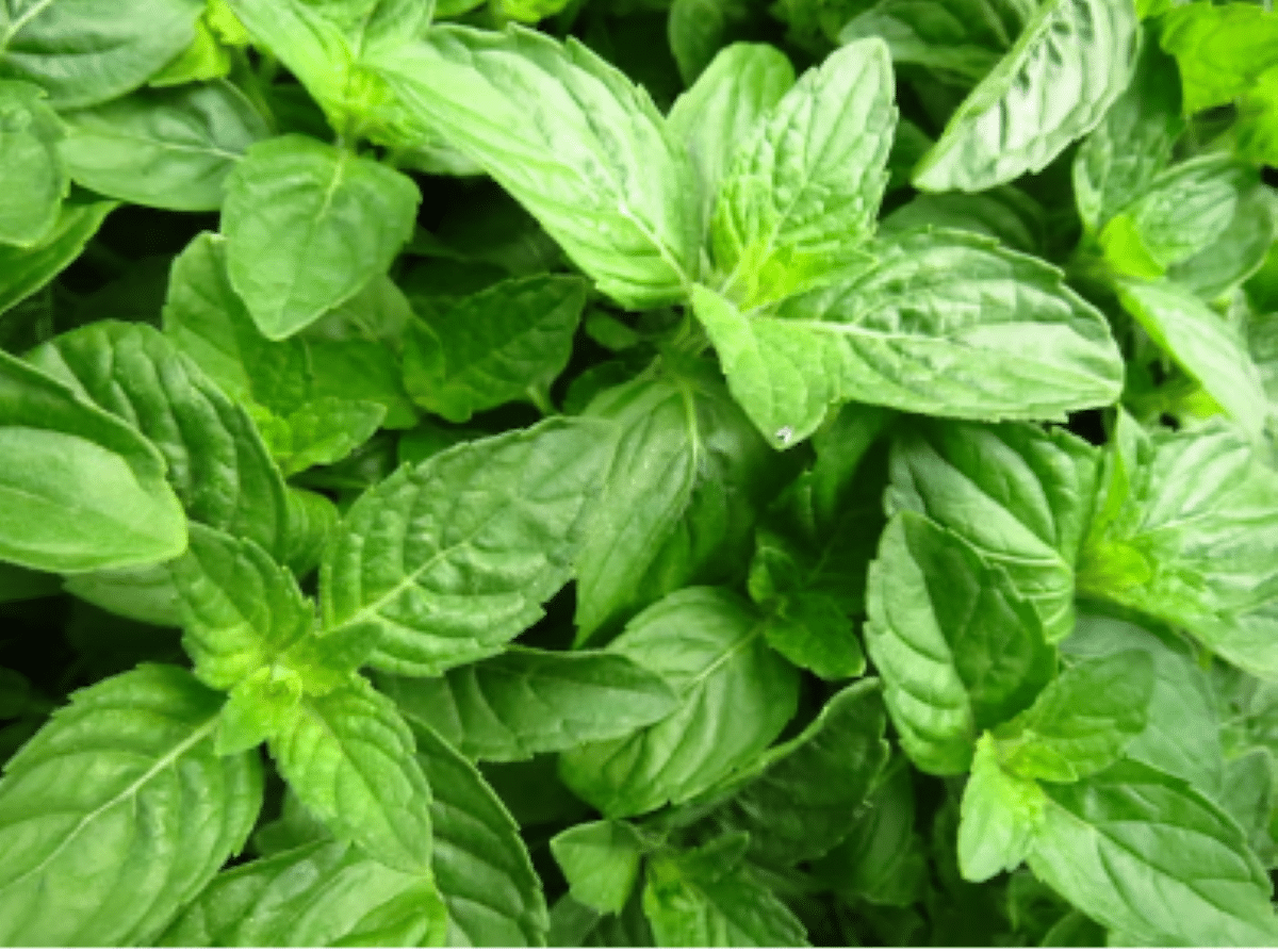 Esta Erva Versátil Oferece Muitos Benefícios à Saúde. Imagem: Freepik.