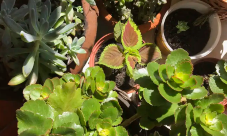 Estas plantas é complemento que atua junto com os medicamentos passados pelo médico previamente. Imagem: Agência Brasil.