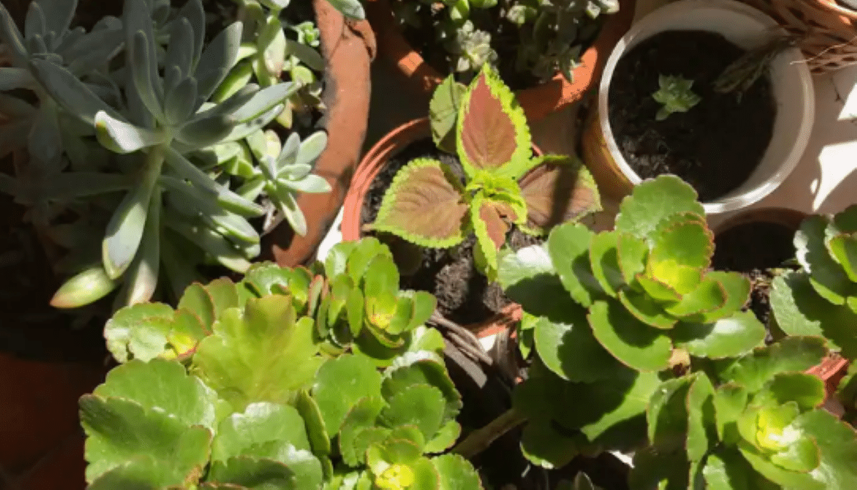 Estas plantas é complemento que atua junto com os medicamentos passados pelo médico previamente. Imagem: Agência Brasil.
