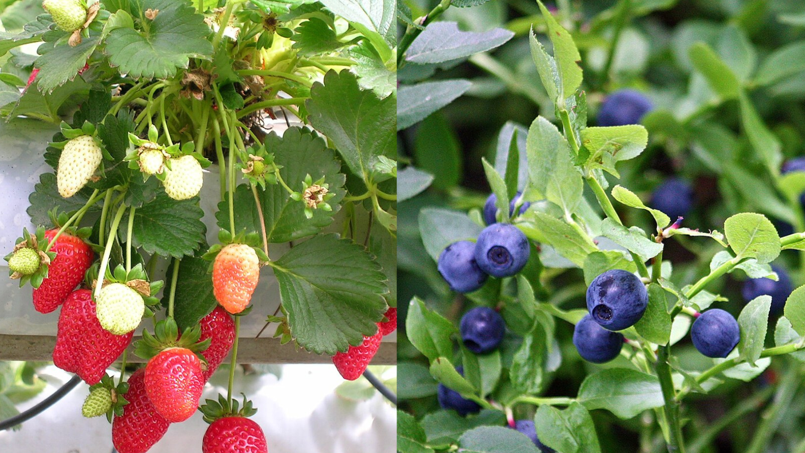 Frutas ricas em antioxidantes são essenciais para a saúde cardiovascular. Imagem: Wikipedia