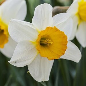 Narcisos