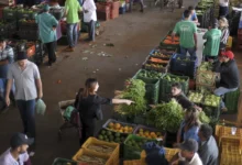 Imagem de uma Pessoa ecolhendo abacaxi na feira