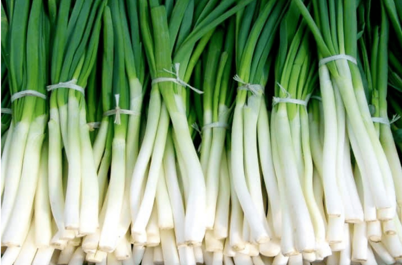 Como plantar cebolinha