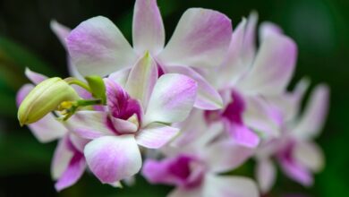 orquídea florida