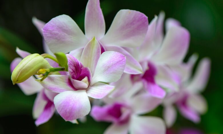 orquídea florida