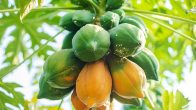 Imagem de mamão crescendo na planta, com frutos verdes e maduros suspensos, ilustrando os benefícios da cultivar mamão em casa.