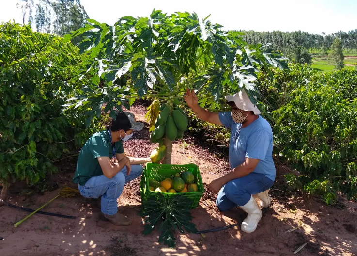 Dois homens colhendo mamíferos maduros de uma planta saudável, com uma cesta cheia de frutos frescos ao lado.