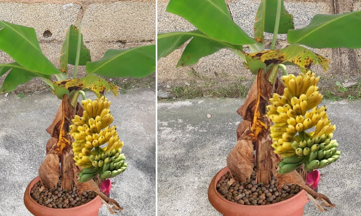 Bananas amadurecendo em vaso, revelando o segredo de como cultivar frutas em pequenos espaços.