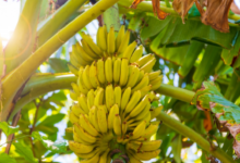 Bananas crescendo em um tronco em um vaso no quintal, mostrando como cultivar bananas em casa de forma simples.