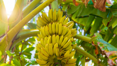 Bananas crescendo em um tronco em um vaso no quintal, mostrando como cultivar bananas em casa de forma simples.