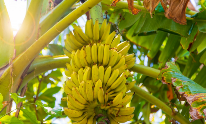 Bananas crescendo em um tronco em um vaso no quintal, mostrando como cultivar bananas em casa de forma simples.