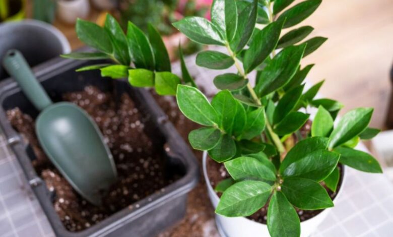 Planta zamioculca em vaso com folhas verdes brilhantes, conhecida por suas propriedades energéticas positivas