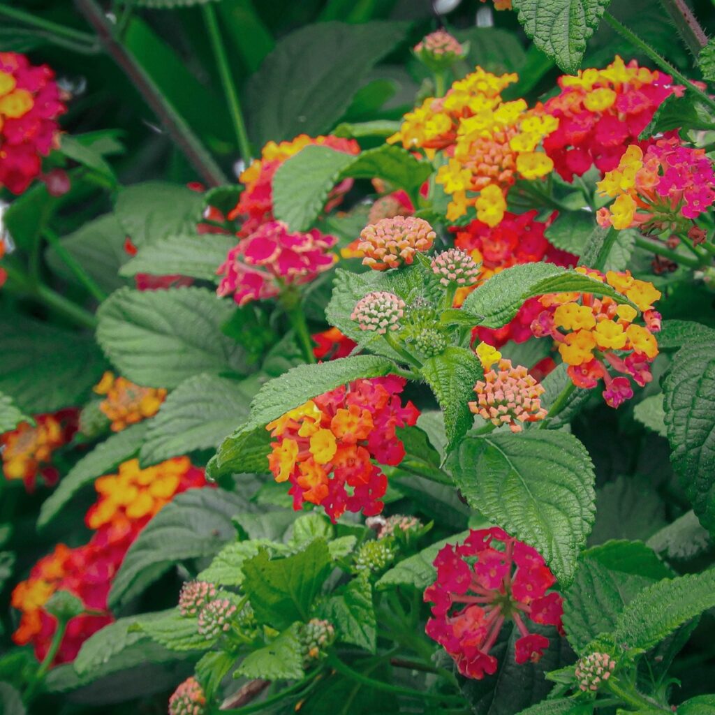 Flores coloridas de lantana, uma planta versátil que oferece várias opções para diferentes tipos de jardinagem.