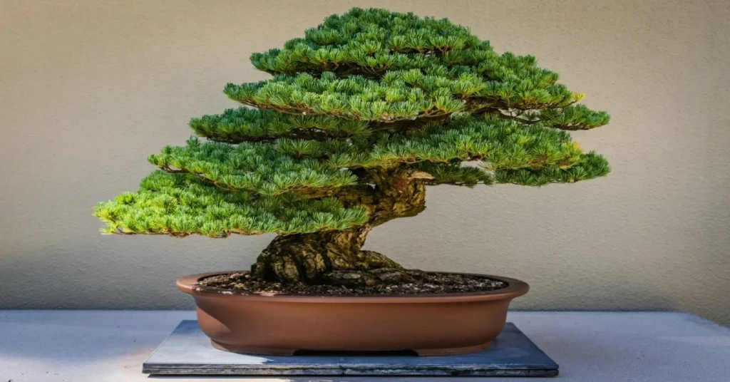 Bonsai cultivado em ambiente interno, com tronco robusto e galhos podados em camadas simétricas, em um vaso de cerâmica