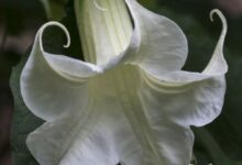 Flor trombeta branca com pétalas enroladas e folhagem verde ao fundo.