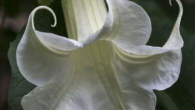 Flor trombeta branca com pétalas enroladas e folhagem verde ao fundo.