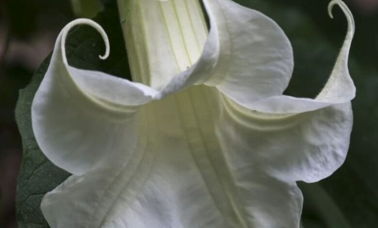 Flor trombeta branca com pétalas enroladas e folhagem verde ao fundo.