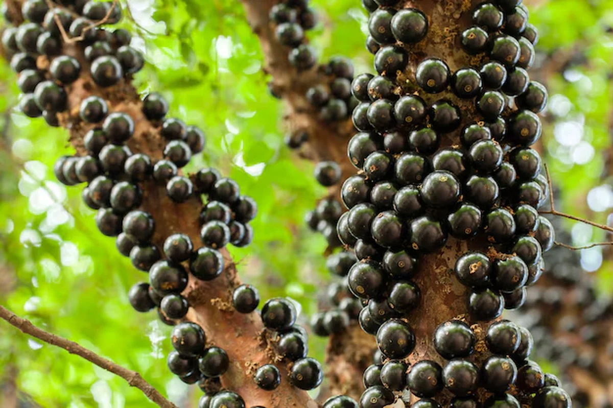 Ramos de uma jabuticabeira carregados de frutos maduros, mostrando o processo de produção na árvore.