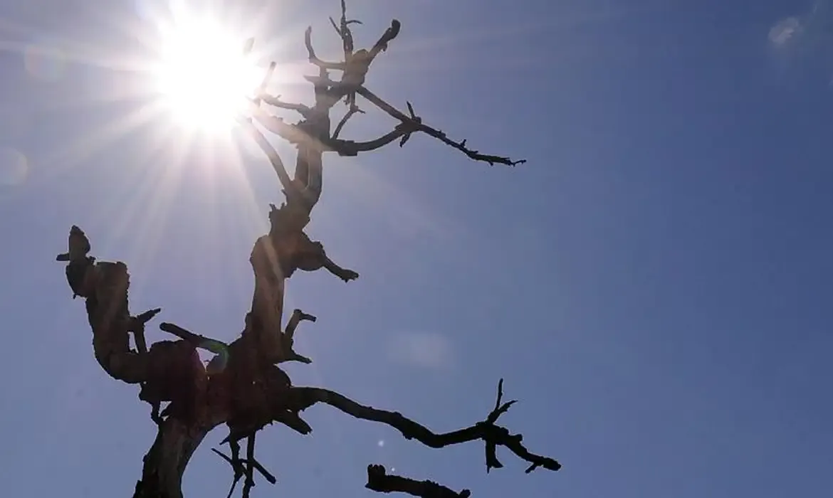 Árvore seca com o sol forte brilhando atrás, representando os efeitos da onda de calor no Brasil.