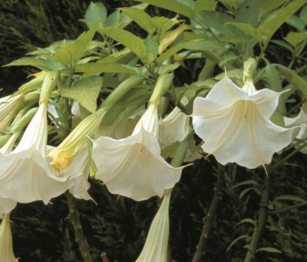 Flores trombeta brancas pendentes em meio à folhagem verde.