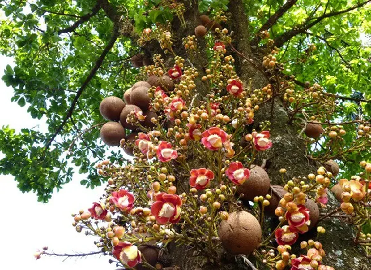 Árvore do abricó-de-macaco com flores vermelhas e frutos característicos, representando a importância ecológica da planta.