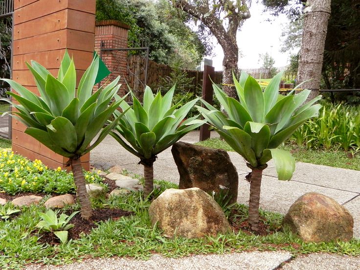 Agaves verdes com bordas amareladas em um jardim paisagístico ao ar livre.