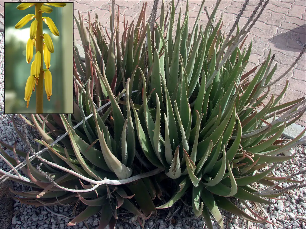 Planta Aloe vera com folhas espessas e flor amarela em destaque, conhecida por seus benefícios para a pele e cabelos.