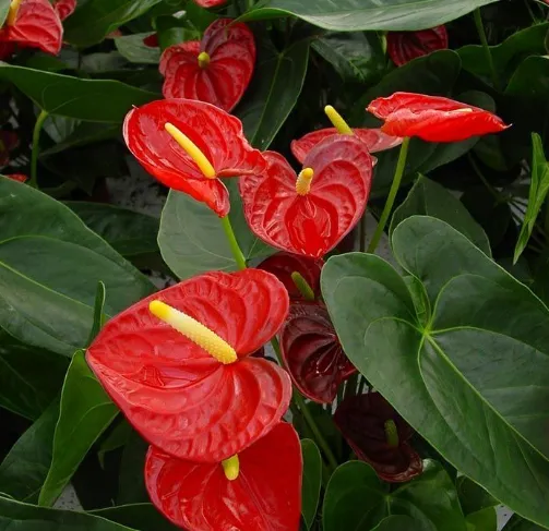 Antúrios vermelhos com folhas verdes, destacando a flor tropical.