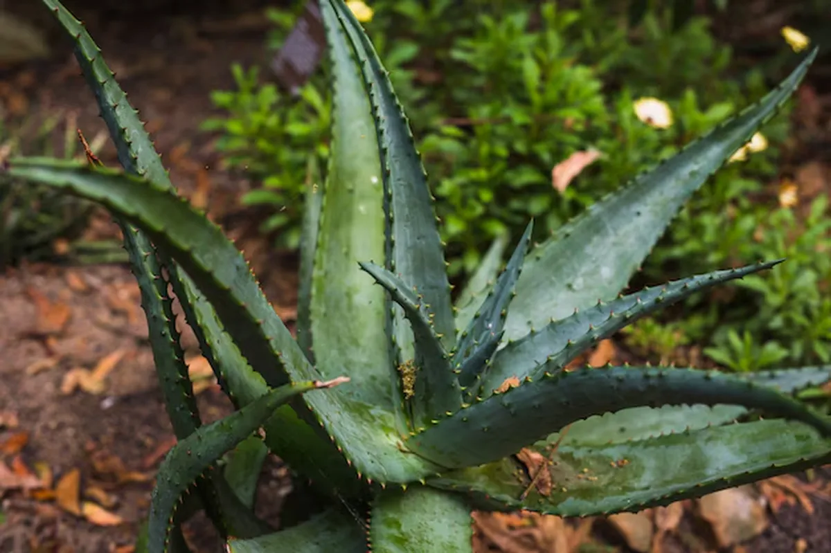 Planta de babosa (Aloe vera) mostrando suas folhas espessas e suculentas, uma planta conhecida por suas propriedades benéficas, incluindo o uso no enraizamento de galhos.