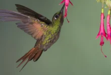 Beija-flor se alimentando de flor fúcsia.