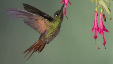 Beija-flor se alimentando de flor fúcsia.