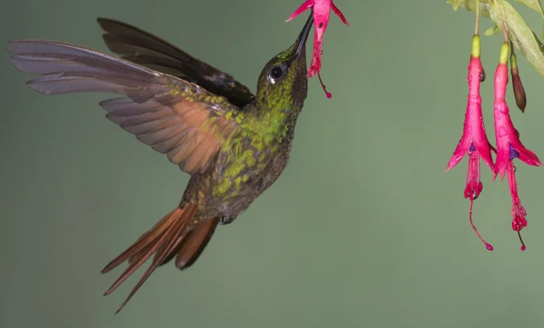 Beija-flor se alimentando de flor fúcsia.