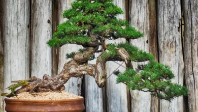 Bonsai cultivado em vaso de cerâmica, com tronco sinuoso e galhos bem podados, em frente a uma cerca de madeira