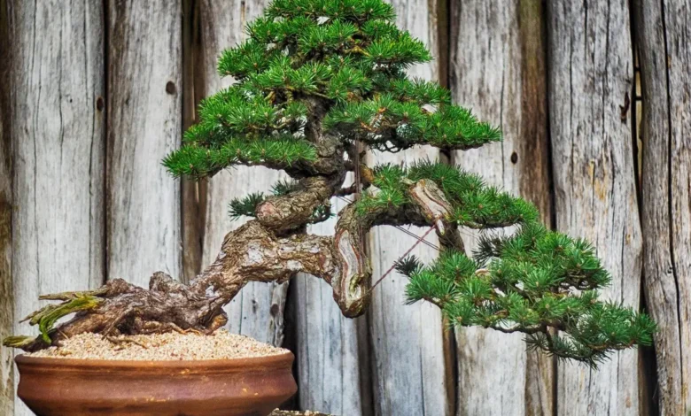 Bonsai cultivado em vaso de cerâmica, com tronco sinuoso e galhos bem podados, em frente a uma cerca de madeira