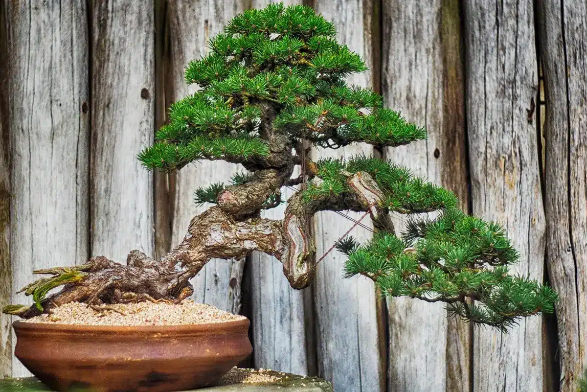 Bonsai cultivado em vaso de cerâmica, com tronco sinuoso e galhos bem podados, em frente a uma cerca de madeira