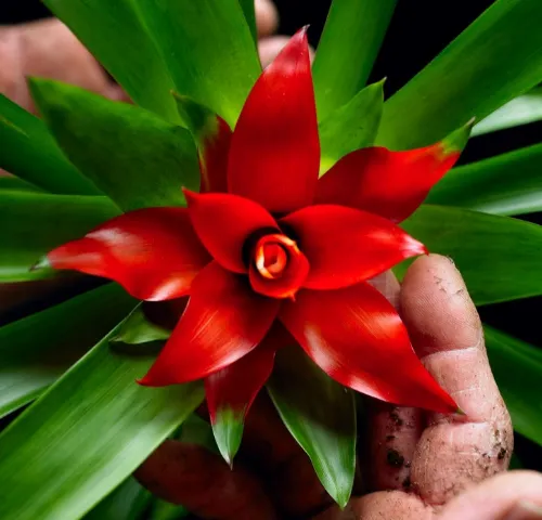 Mãos segurando uma bromélia vermelha com folhas verdes.