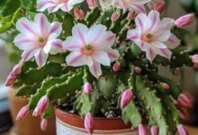 Cacto com flores exóticas rosa e brancas, em vaso decorativo.