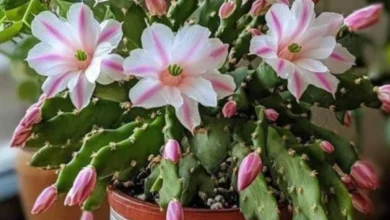 Cacto com flores exóticas rosa e brancas, em vaso decorativo.