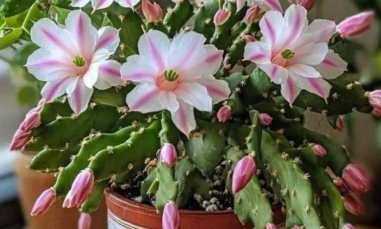 Cacto com flores exóticas rosa e brancas, em vaso decorativo.