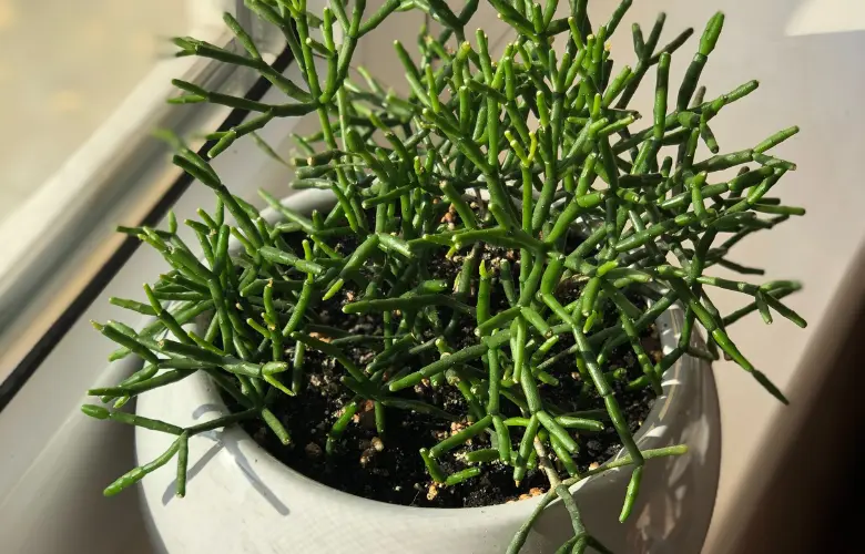 Cacto Macarrão (Rhipsalis baccifera) com caules finos e verdejantes, plantado em vaso.