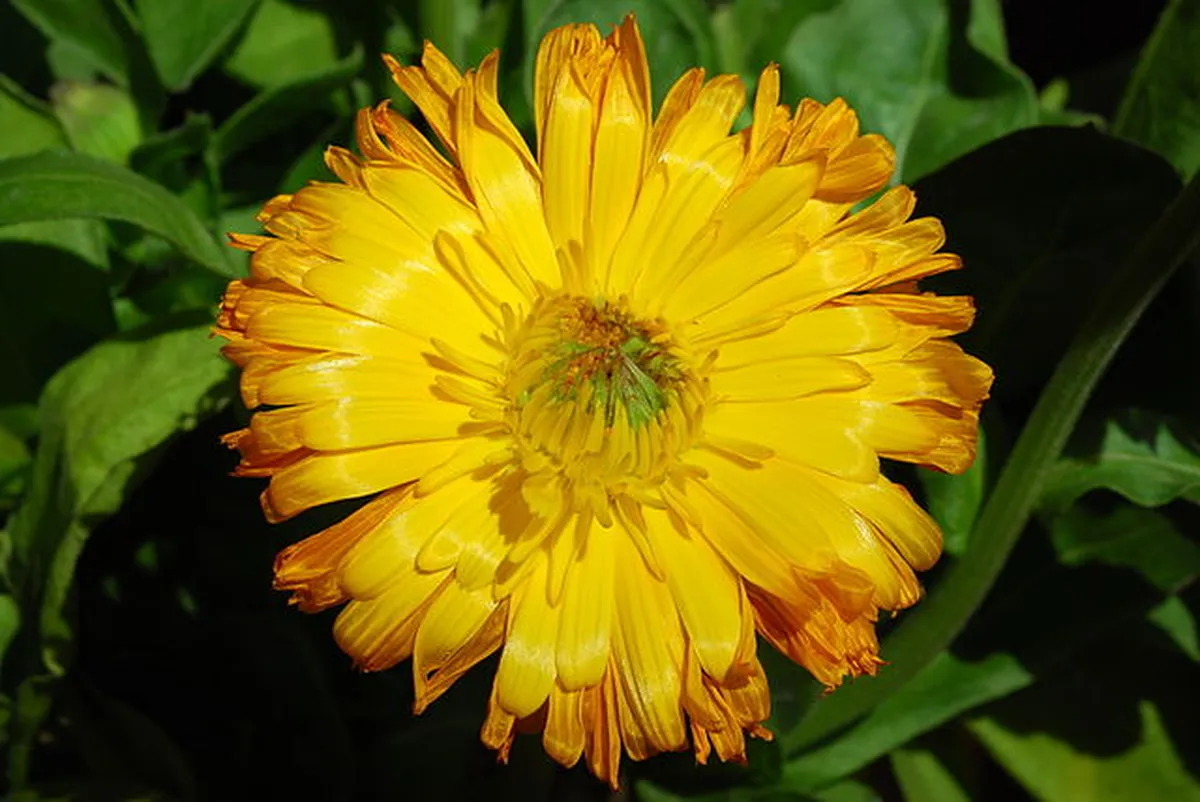 Flor de calêndula de pétalas amarelas e laranjas, conhecida por suas propriedades cicatrizantes e anti-inflamatórias.