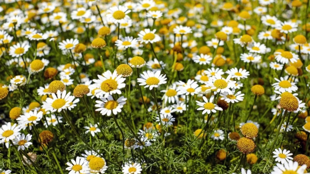  Campo de flores de camomila com pétalas brancas e centro amarelo, conhecidas por suas propriedades calmantes e terapêuticas.