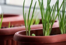 Cebolinha cultivada em vaso dentro de casa.