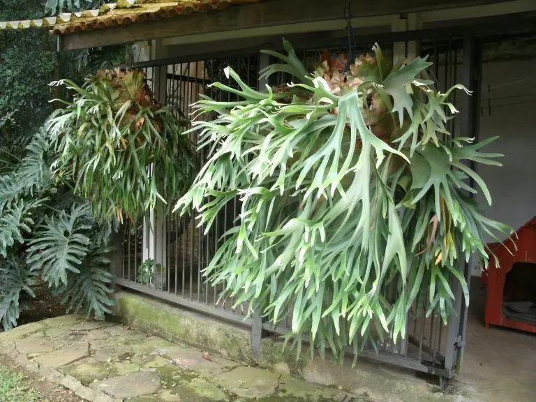 Chifre de Veado (Platycerium bifurcatum) pendurado em vaso, com folhas largas e bifurcadas.