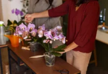 Pessoas cuidando de orquídeas, realizando o cultivo e manutenção das plantas.