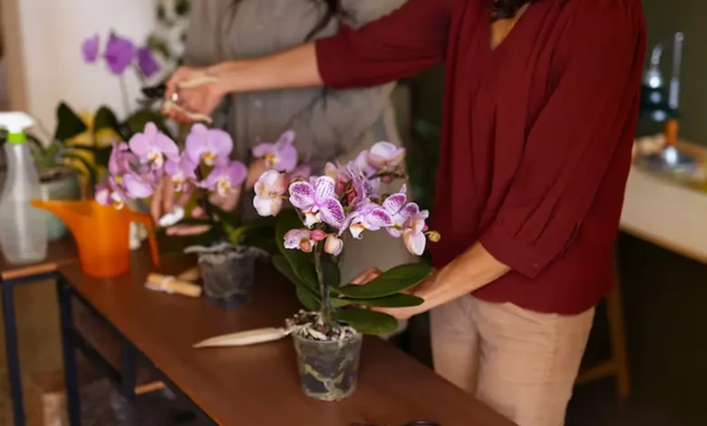 Pessoas cuidando de orquídeas, realizando o cultivo e manutenção das plantas.