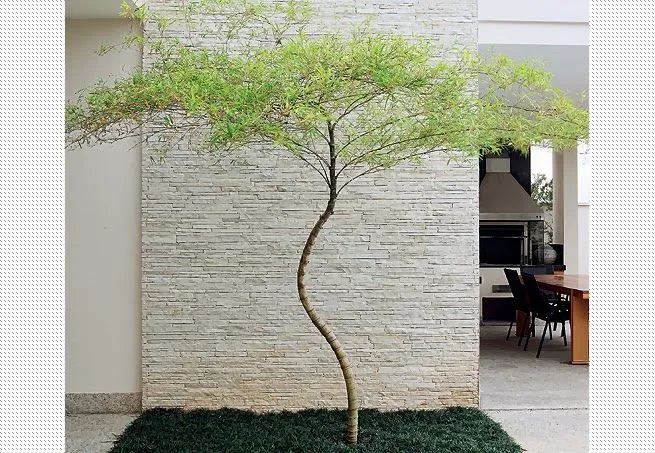 Árvore ornamental com tronco curvado e copa delicada em um jardim minimalista.