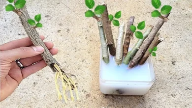 Galhos de plantas enraizando em recipiente com água, ilustrando o processo de enraizamento para expandir o jardim.