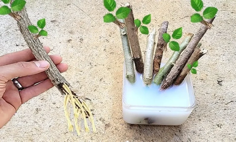 Galhos de plantas enraizando em recipiente com água, ilustrando o processo de enraizamento para expandir o jardim.