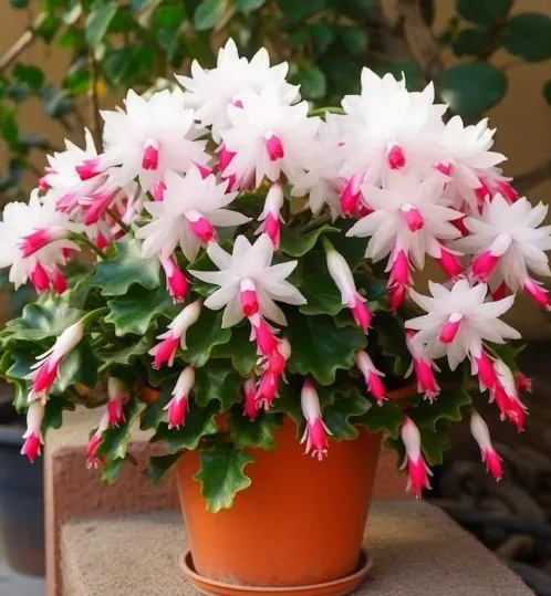 Flor de Maio com flores brancas e rosa em vaso.